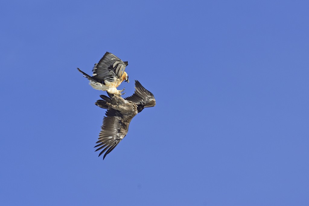 HauptAutoren Hansruedi Weyrich und Daniel Hegglin: Der Bartgeier