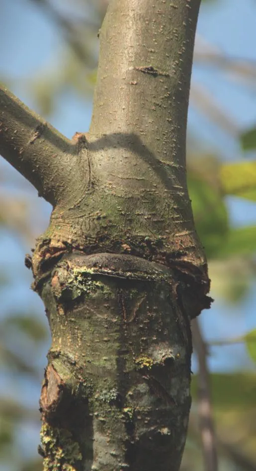 20210331_121mr_Schmid_Obstbaeume-verstehen_c_Annekathrin-Schmid