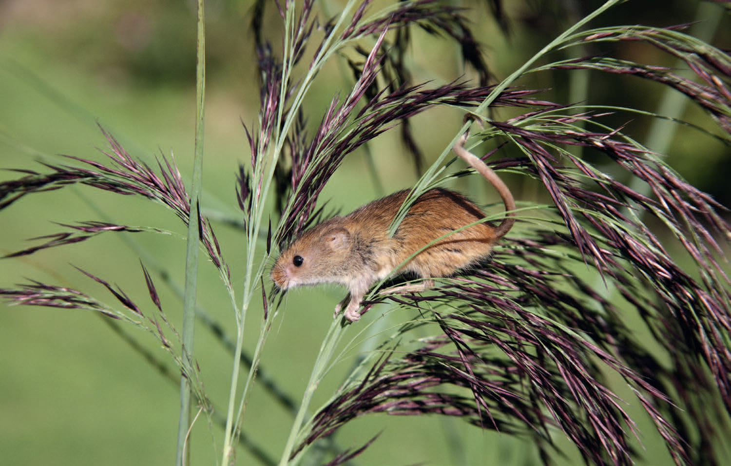 «Ratten» im SRF-Regionaljournal