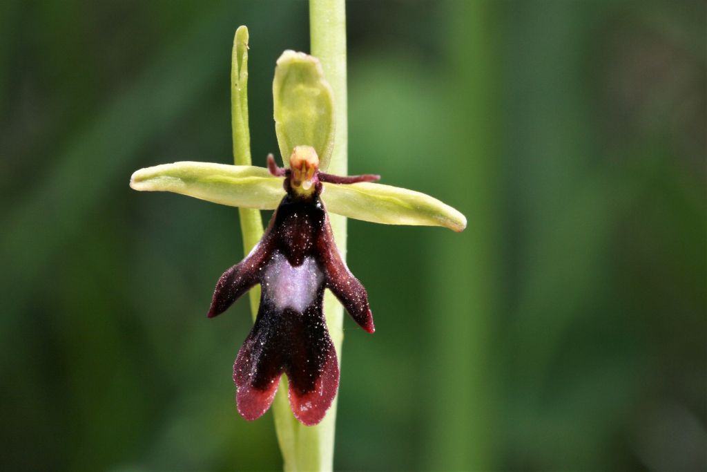 Orchideenwanderung in der Schweiz