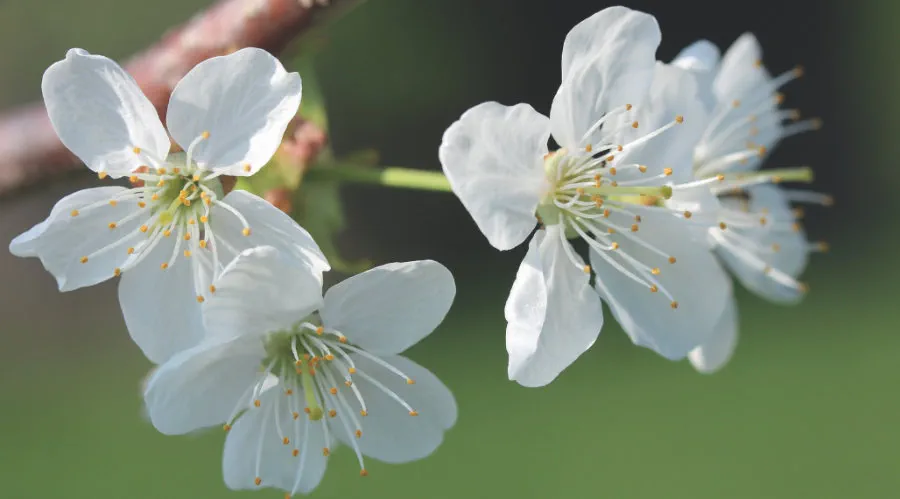 20210331_095u_Schmid_Obstbaeume-verstehen_c_Annekathrin-Schmid