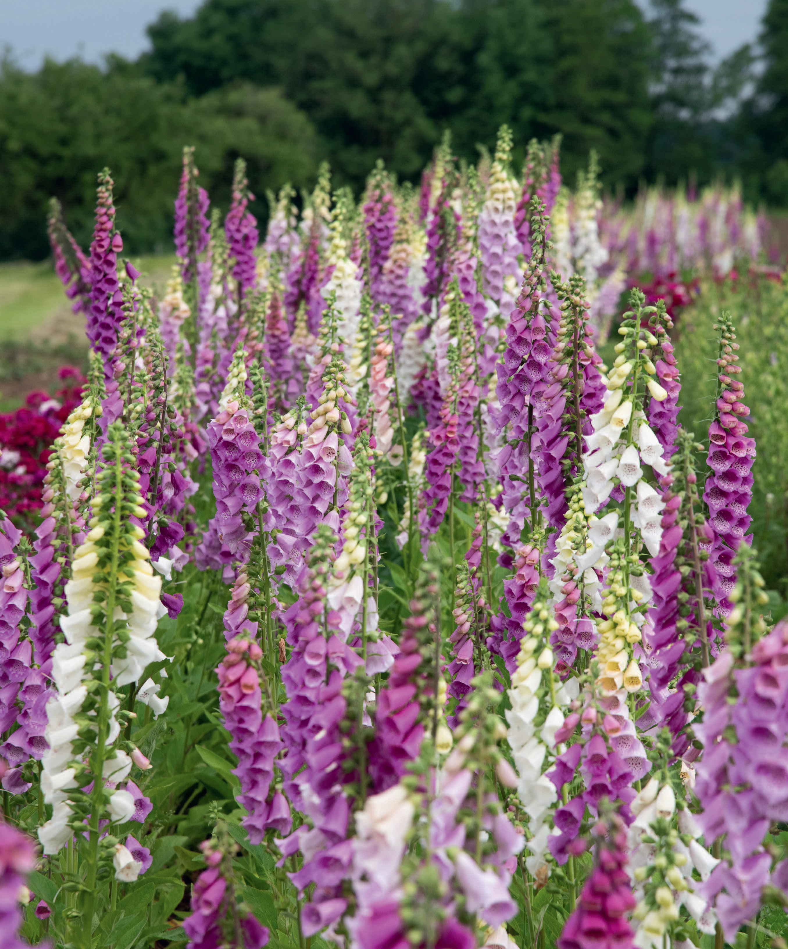 HauptAutorin Margrit De Colle: Nachhaltige Schnittblumen