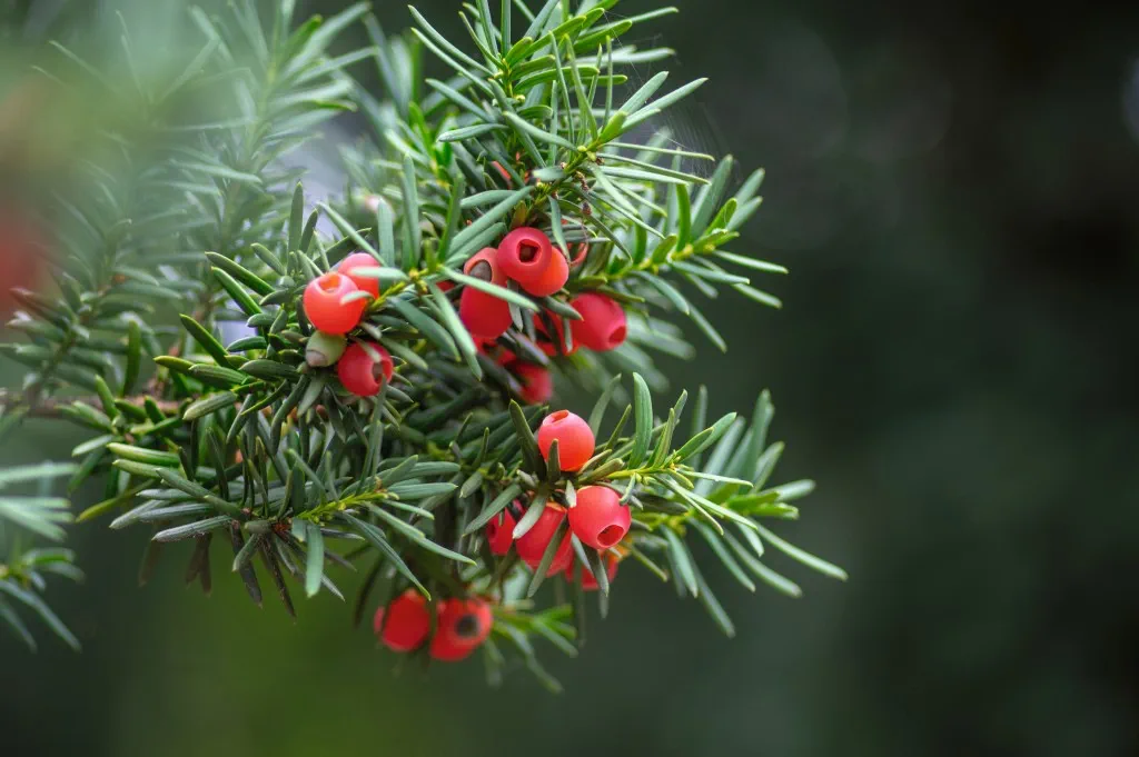Queer: Eibe, Giraffe und Rennechse