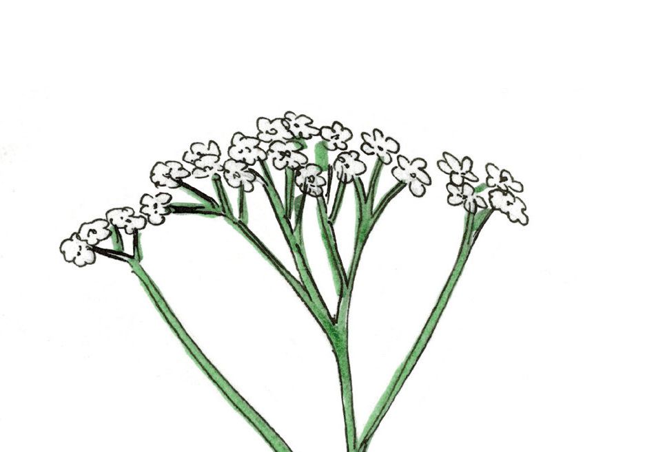 Carnet 400: Fit fürs Zertifikat «Iris»