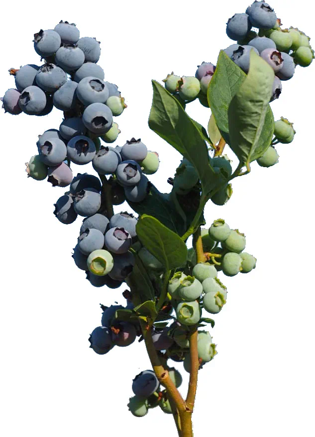 9783258084268_Blaubeere_1_frucht