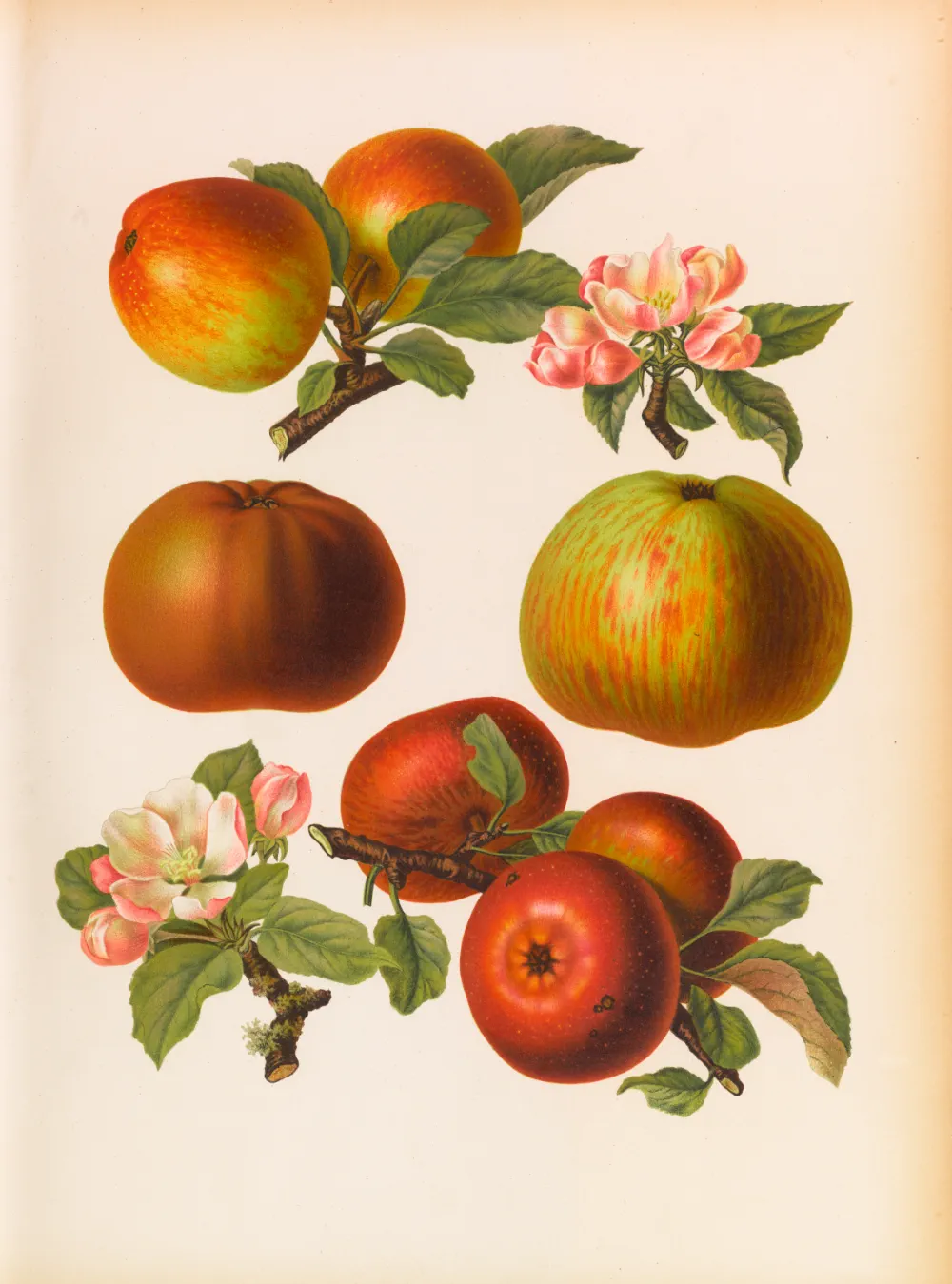 Die Geschichte des Apfels - Wussten Sie, dass ... ?