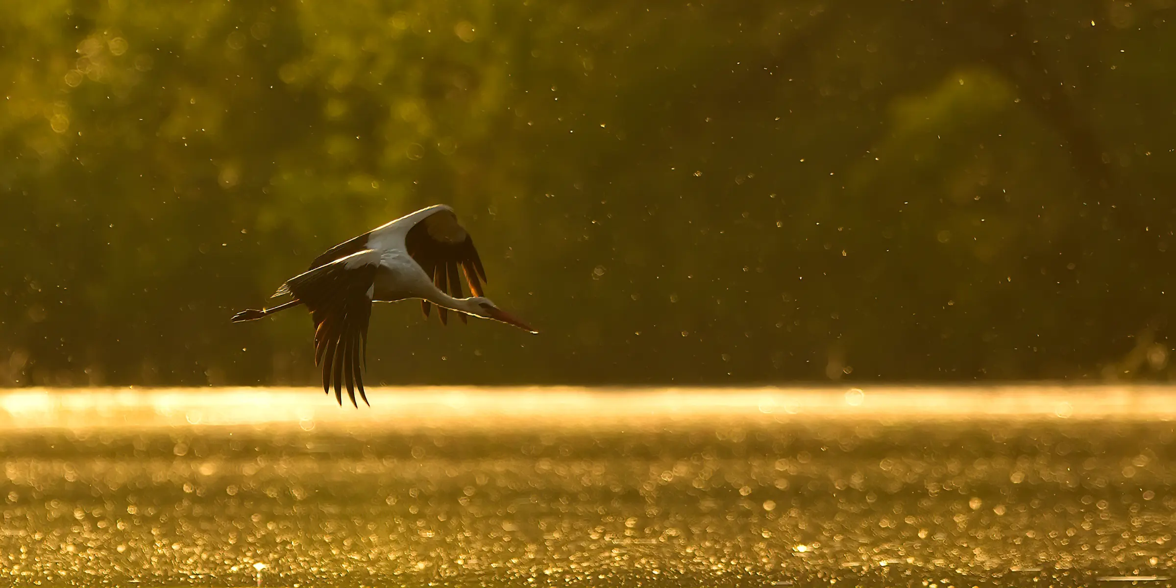 Der Weißstorch: HauptAutor Lorenz Heer im Interview