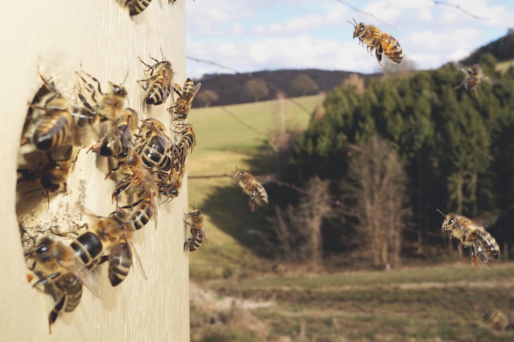 HauptAutorin Sigrun Mittl: Nachhaltig imkern mit gesunden Honigbienen
