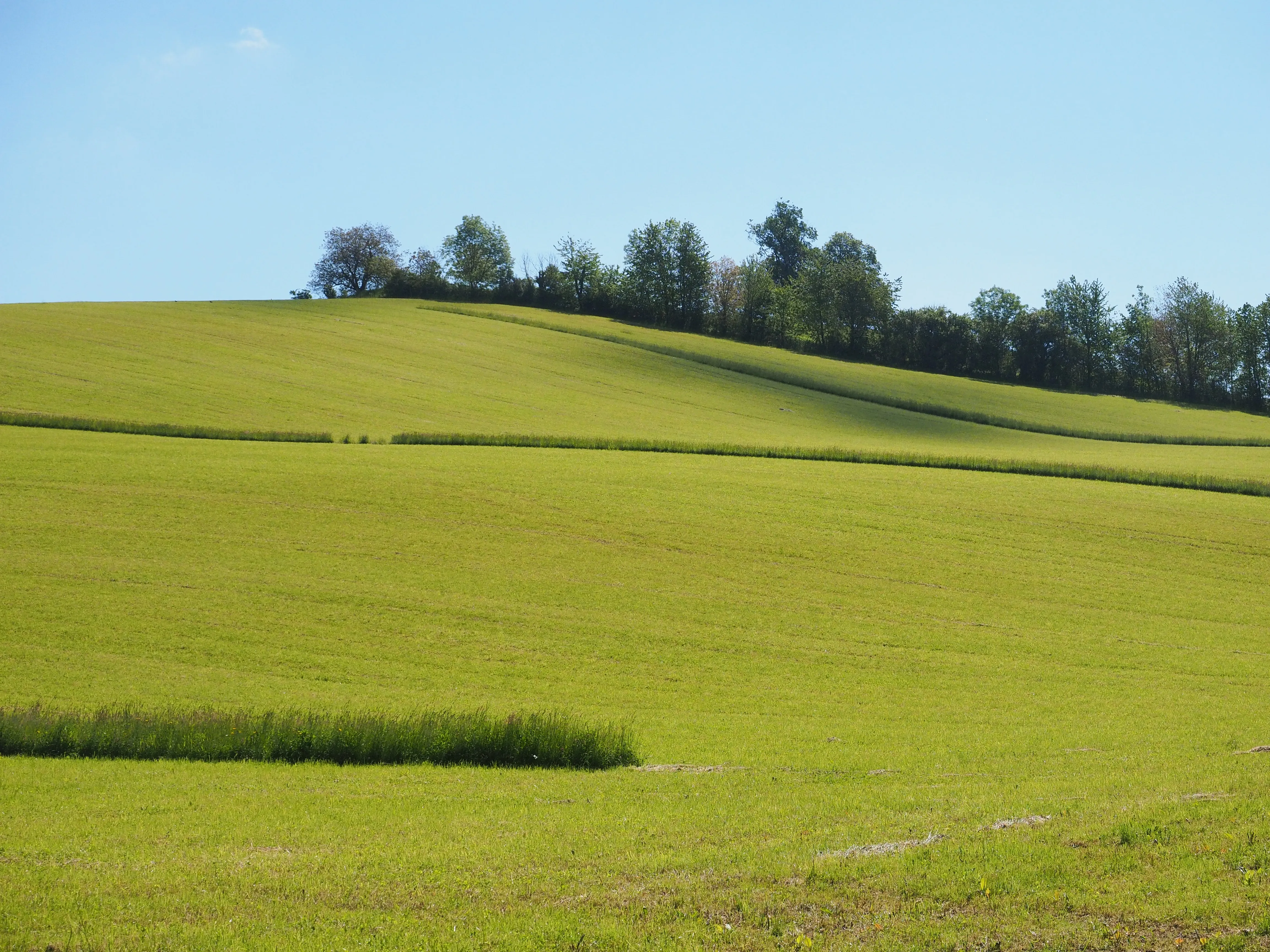 9783258084268_Streifenmahd