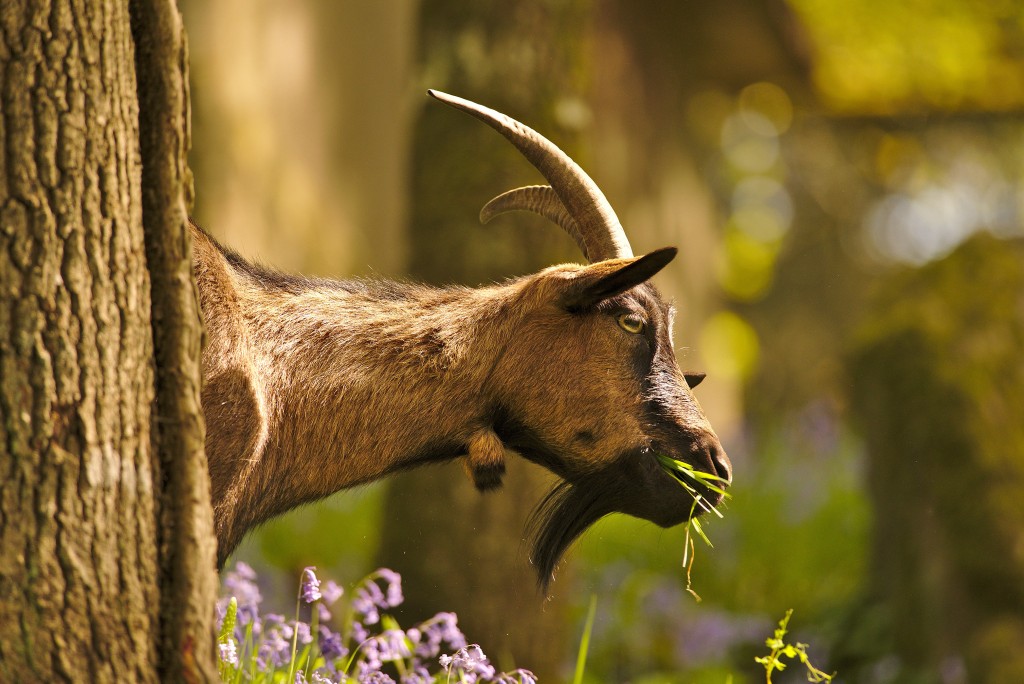 Auf die Ziege gekommen!