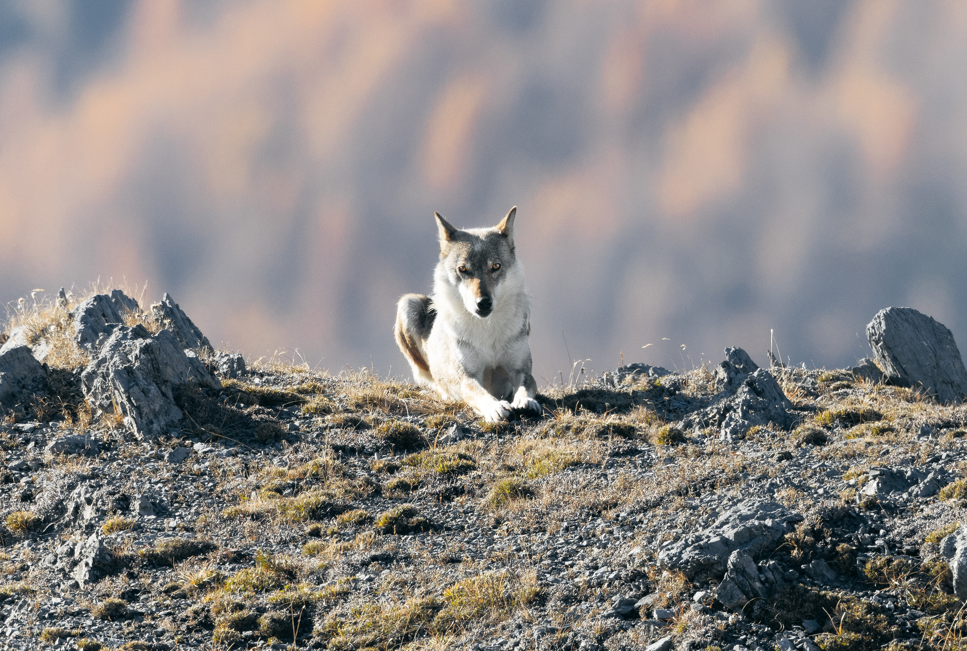 002_Haller_Der-Wolf_(c)Heinrich-Haller_RGB