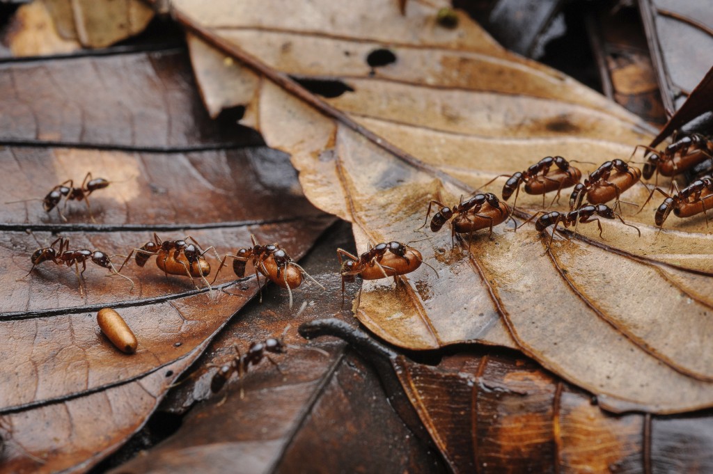 Faszination: Ameisen