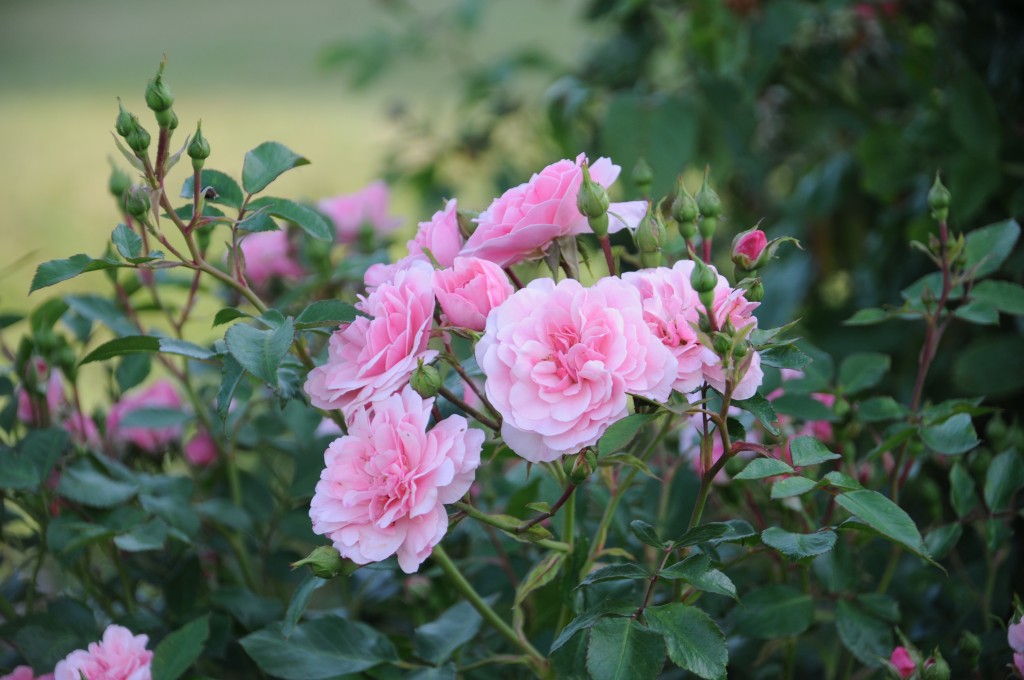 Rosen - pflanzen, pflegen, vermehren