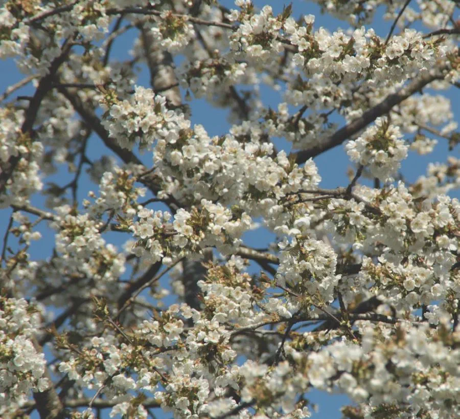 20210331_089ur_Schmid_Obstbaeume-verstehen_c_Annekathrin-Schmid_900p