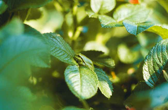 Wie tierfreundlich ist mein Garten?