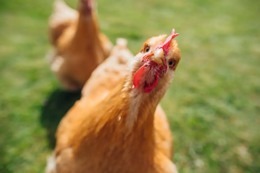 100_Caughey_Chicken_9783258084503_(c)SolStock_iStock
