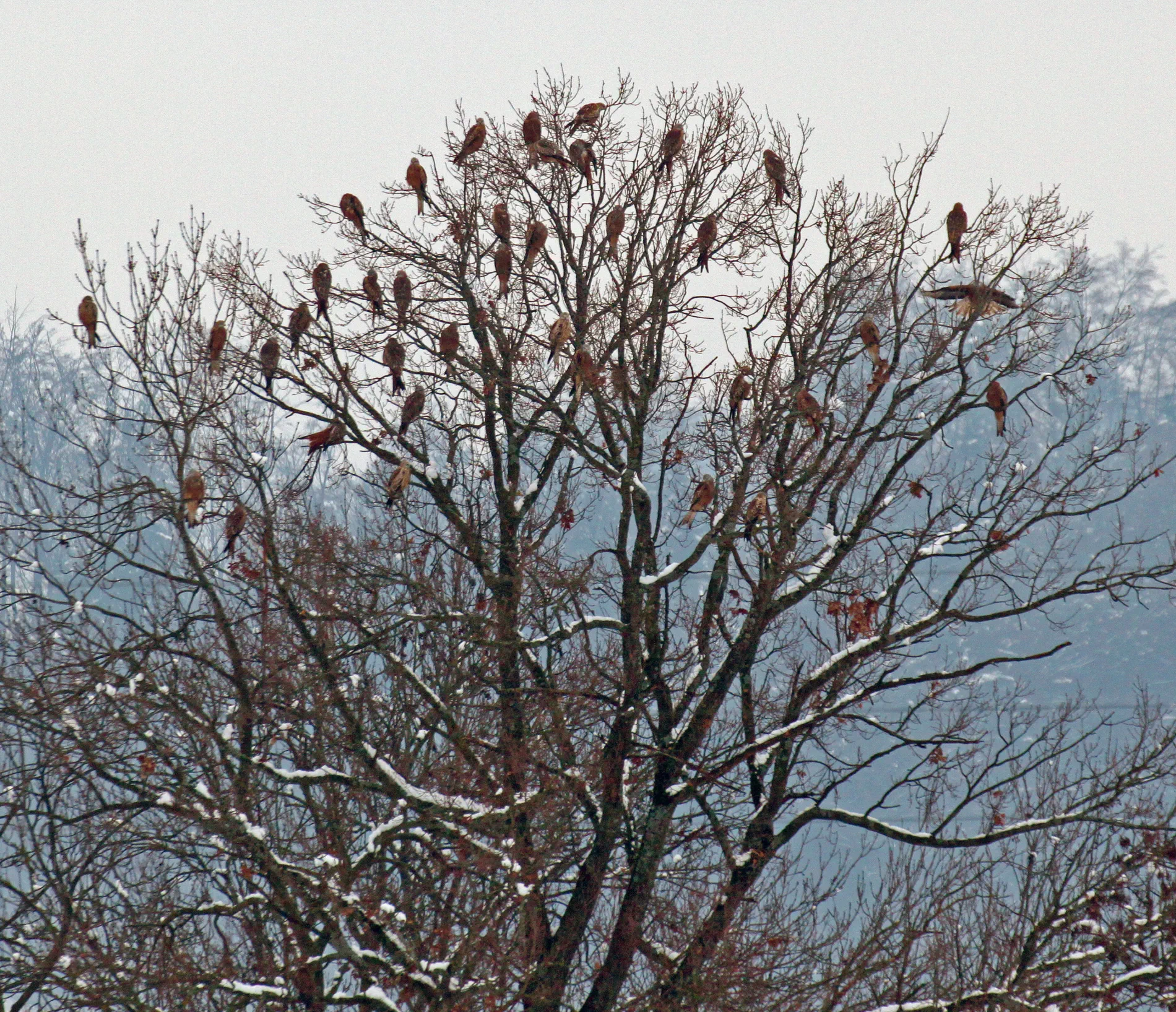 20230201_171_Aebischer-Scherler_Der-Rotmilan-C-Adrian-Aebischer