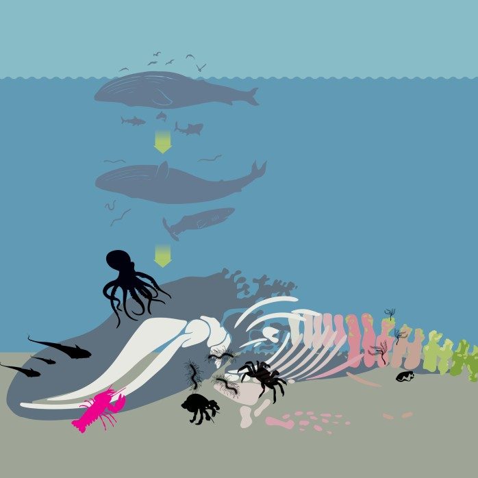 Im Takt der Natur: Der fallende Wal