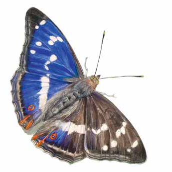 HauptAutoren: Elke Zippel und Johann Brandstetter