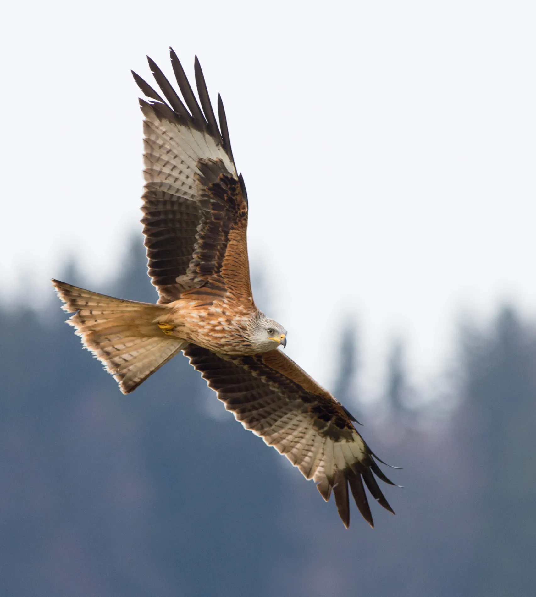 HauptAutoren Adrian Aebischer und Patrick Scherler: Der Rotmilan