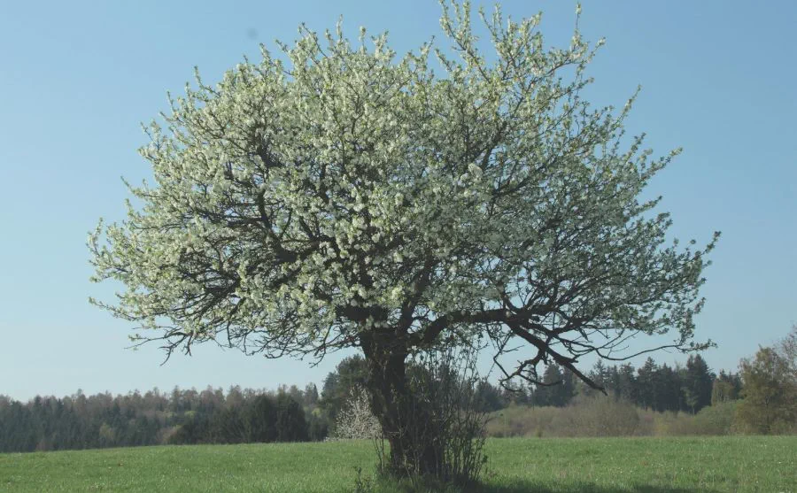 20210331_089o_Schmid_Obstbaeume-verstehen_c_Annekathrin-Schmid_900p