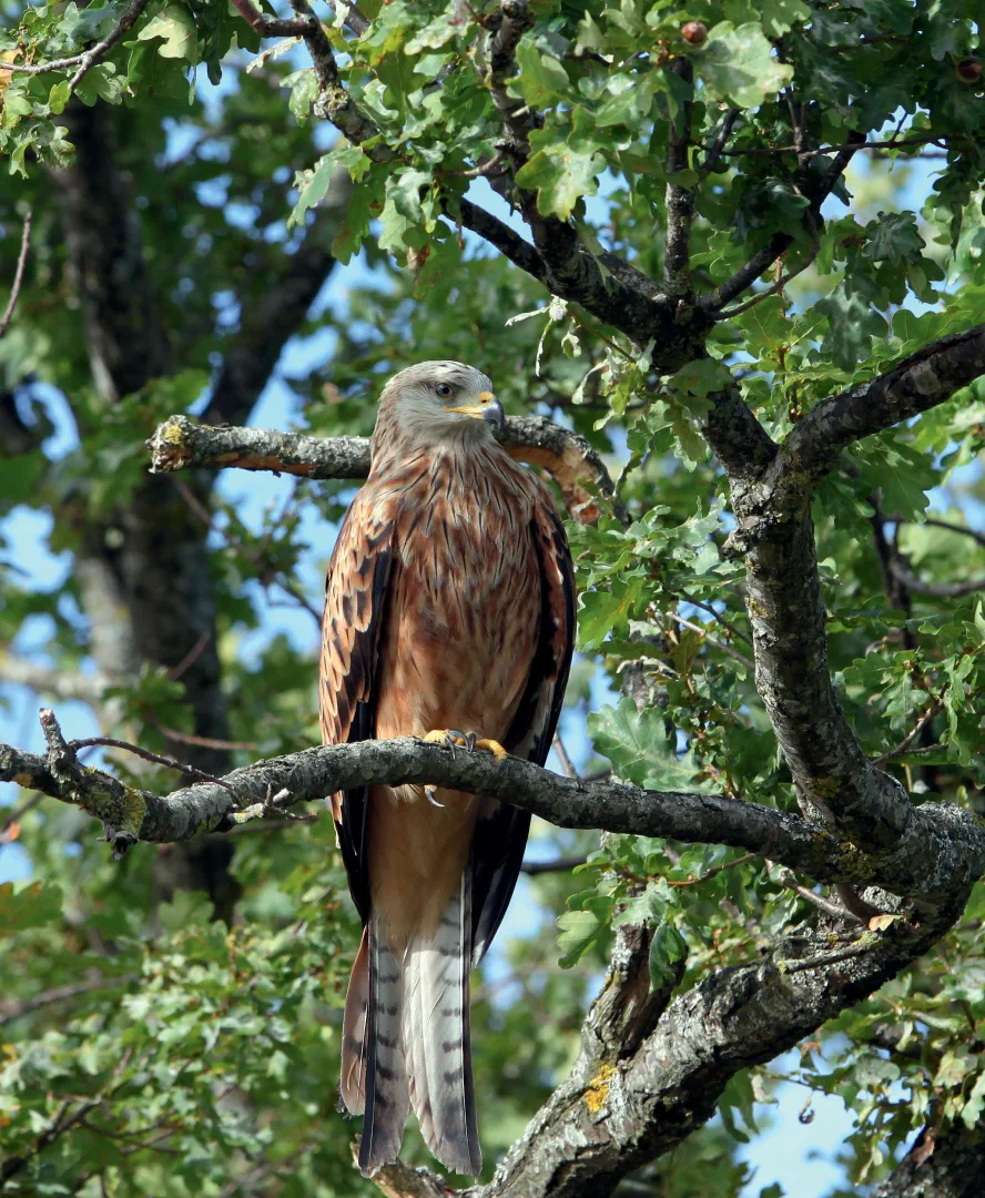 20230201_017r_Aebischer-Scherler_Der-Rotmilan-C-Adrian-Aebischer