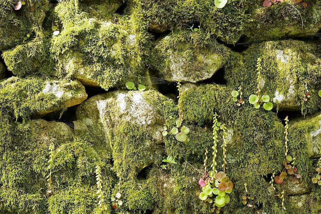 Trockenmauer_Ardeche