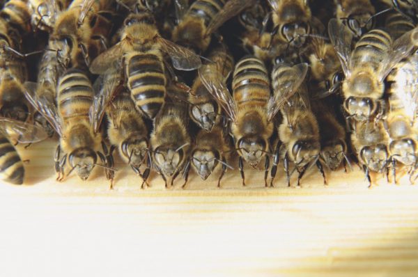 Honigbienen überlegen, ob sie in eine Beute einziehen