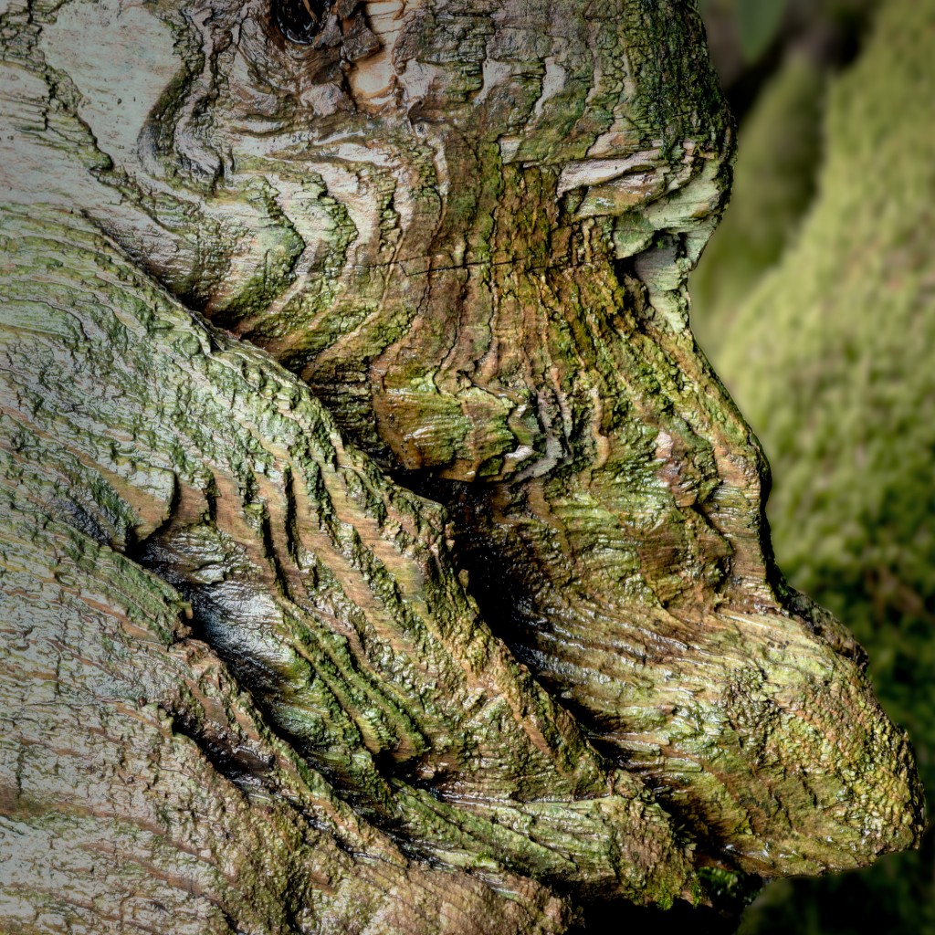 Poesie des Vergehens: Leben im Totholz