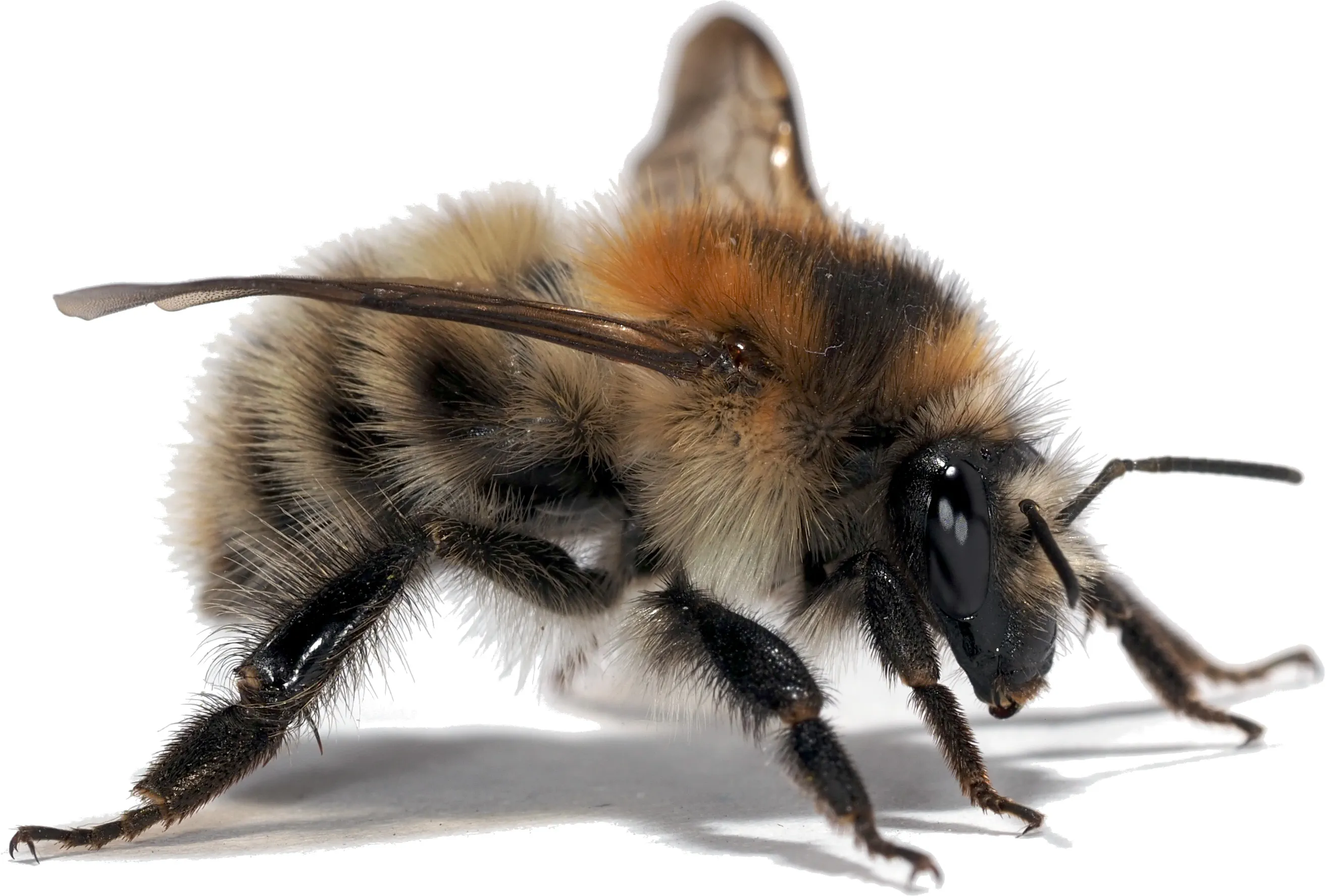 9783258084268_B_Bombus-pascuorum