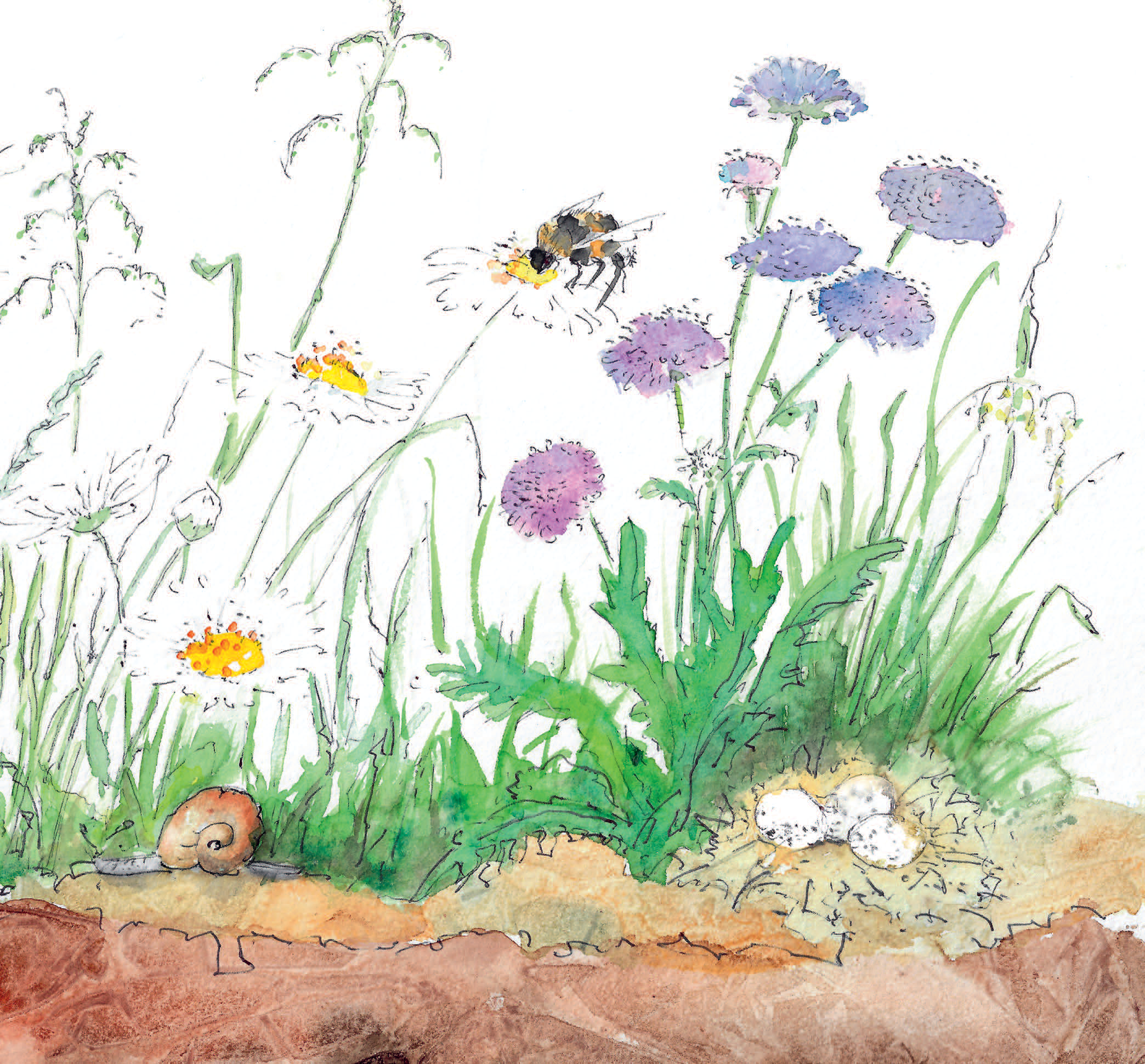 Das Element Wiese: So geht Naturgarten