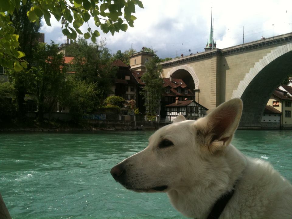 Bürohunde bei Haupt: Coona