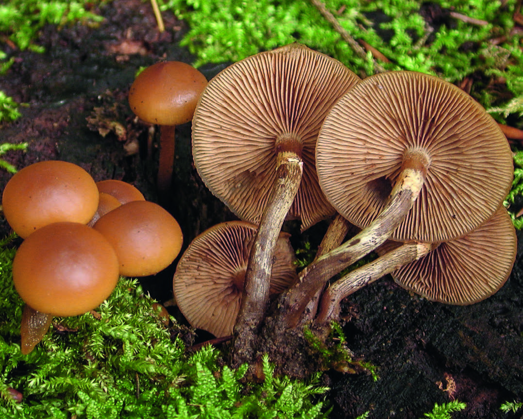 Drei ausgewählte «Pilze Mitteleuropas»