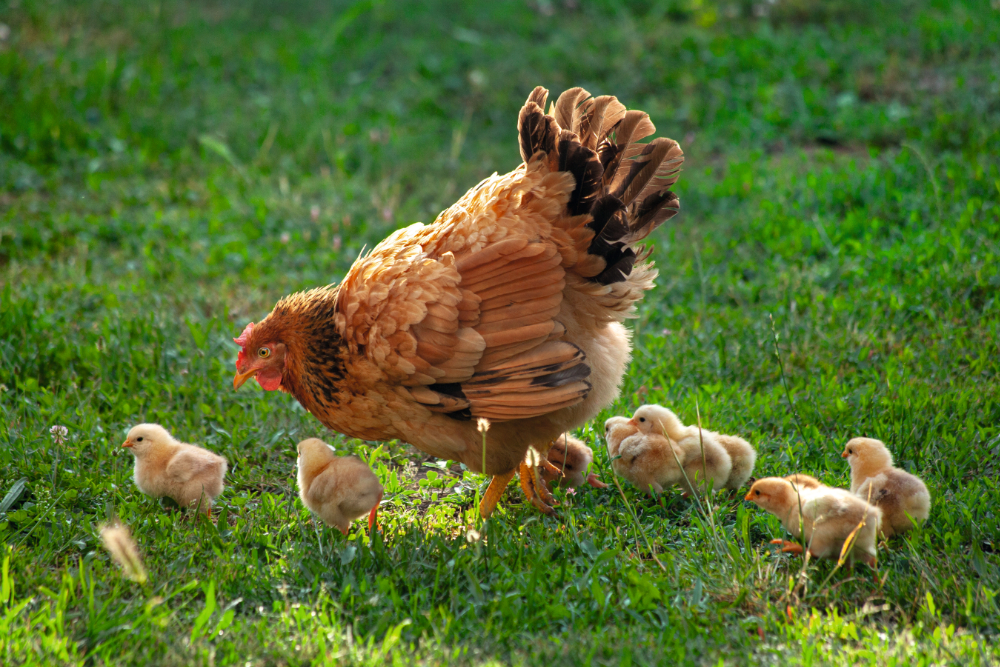 HauptAutorin Melissa Caughey: How to Read a Chicken's Mind
