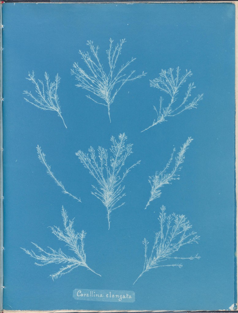 Eine kurze Geschichte der Cyanotypie