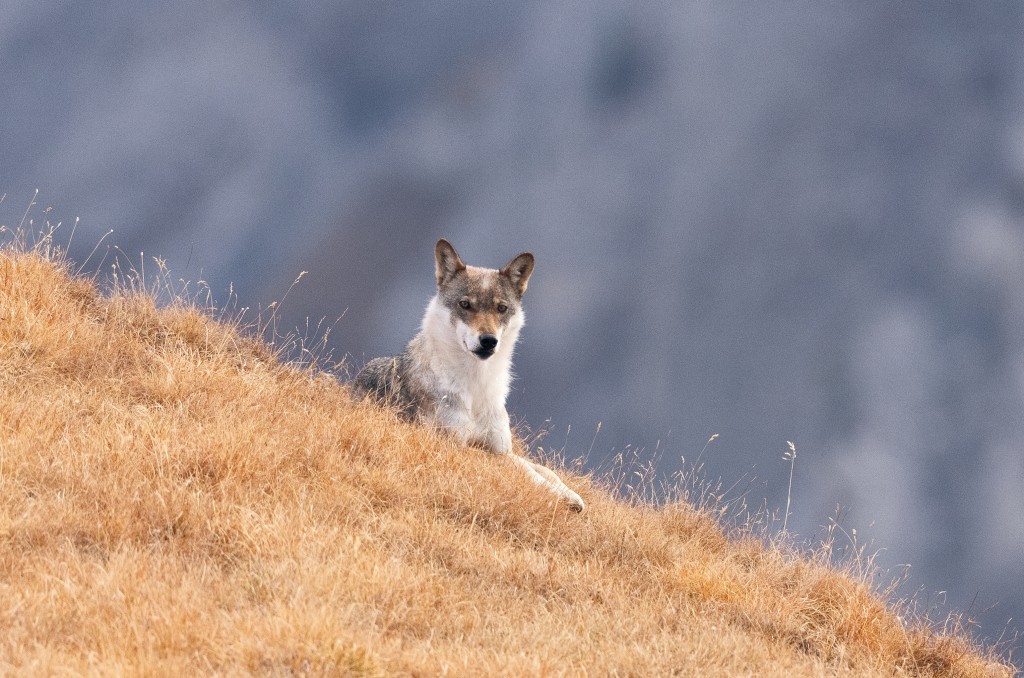 HauptAutor Heinrich Haller: Der Wolf – Grenzgänger zwischen Natur und Kultur