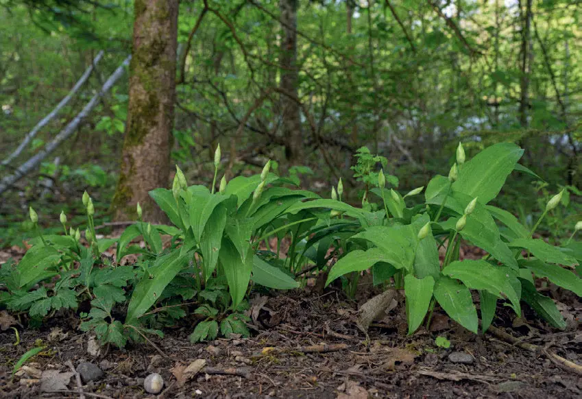 059u_Soder_An wilden Wassern_9783258082356_(c)Eric A Soder_RGB