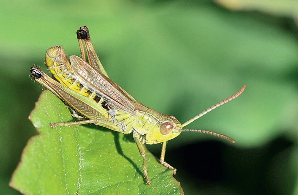 Neue Stadtfauna: Zwei Heuschrecken-Arten im Porträt