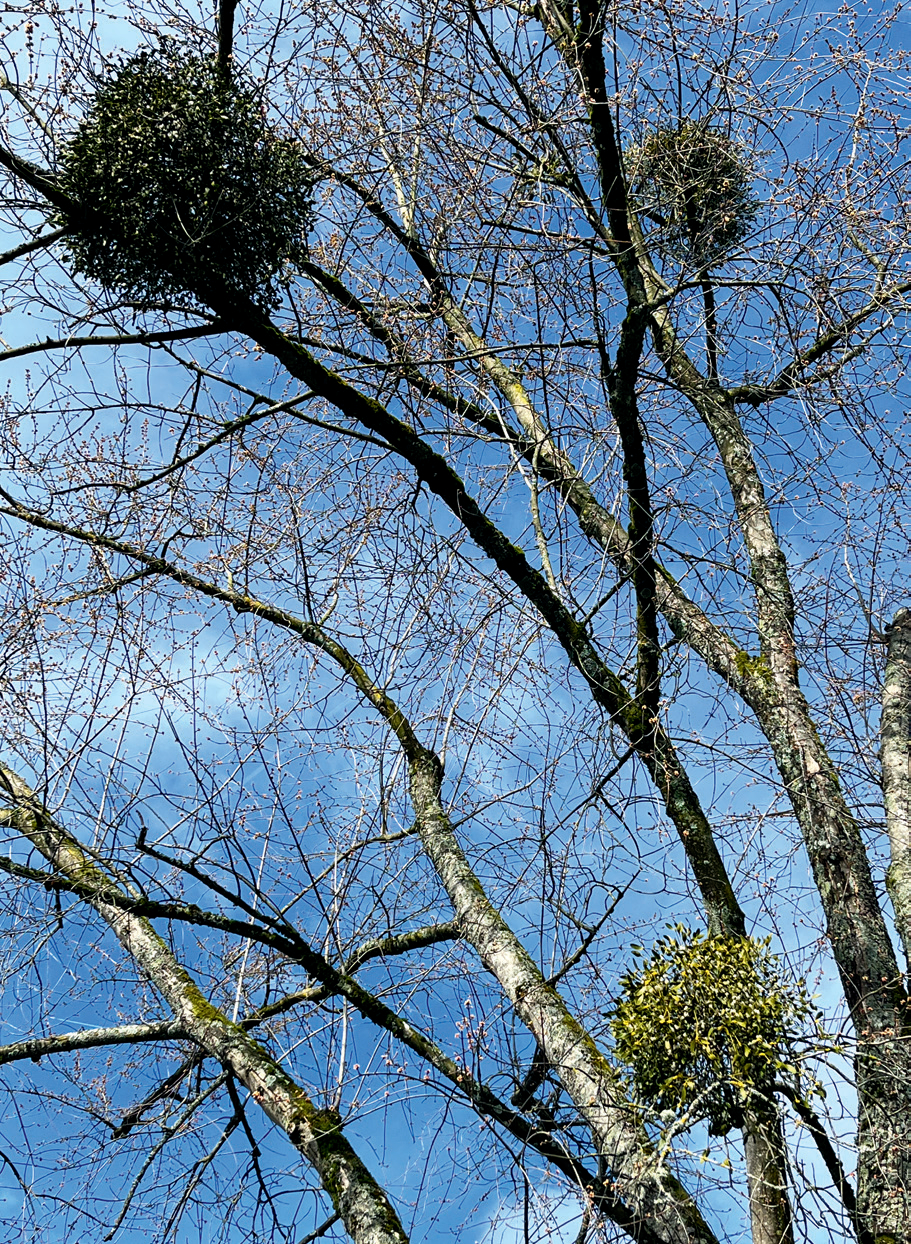Symbiosen beobachten: Vier Symbiosen unter der Lupe