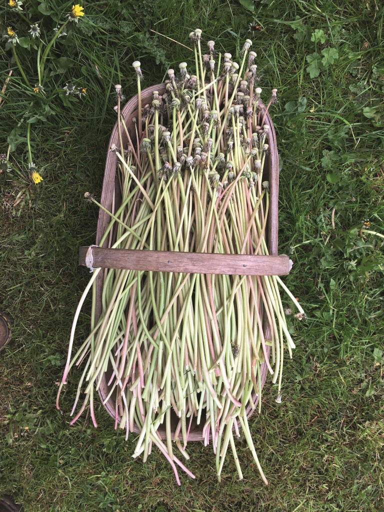 «Wilde Fasern» aus Löwenzahn