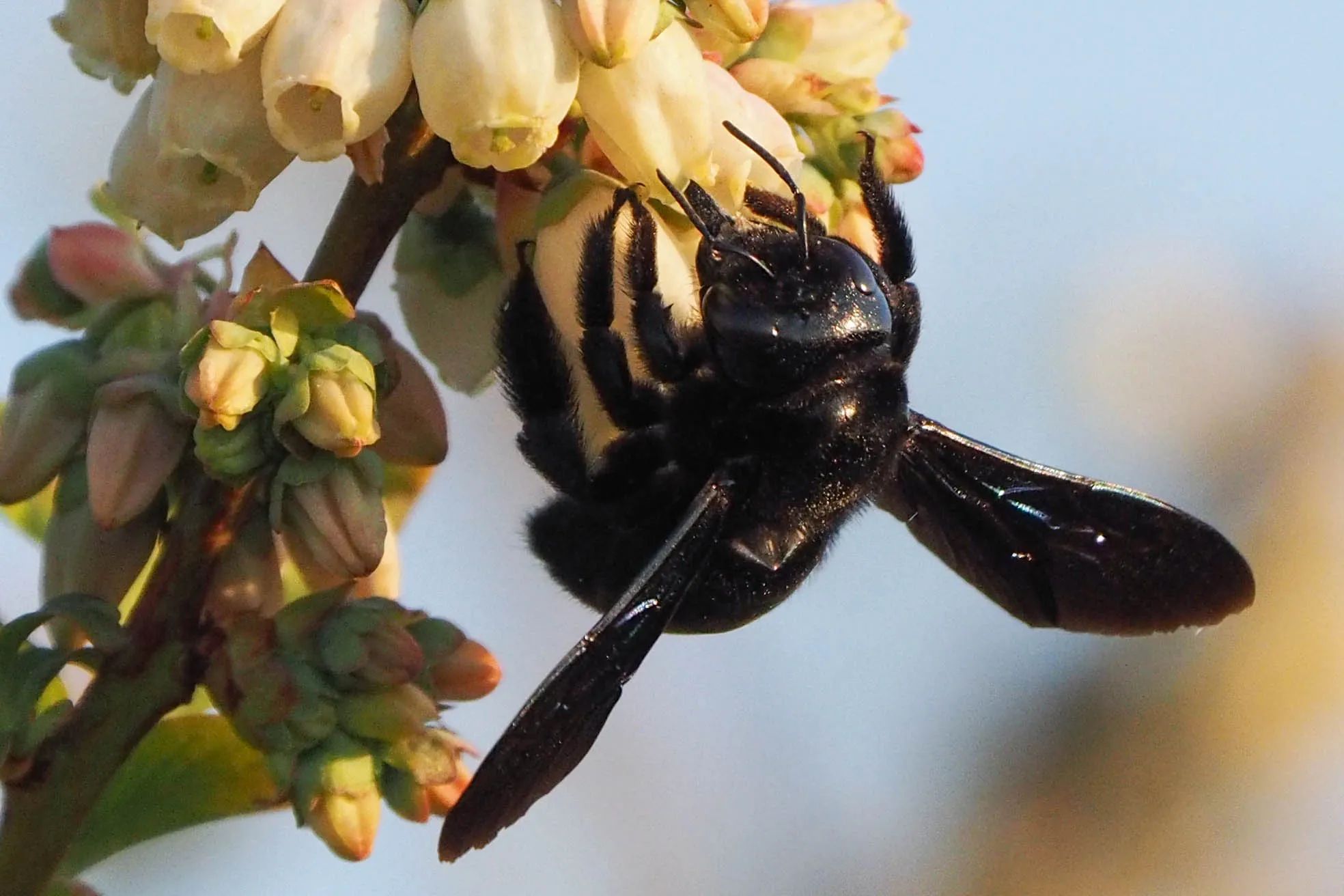 Praxishandbuch Nutzpflanzenbestäubung: drei Steckbriefe